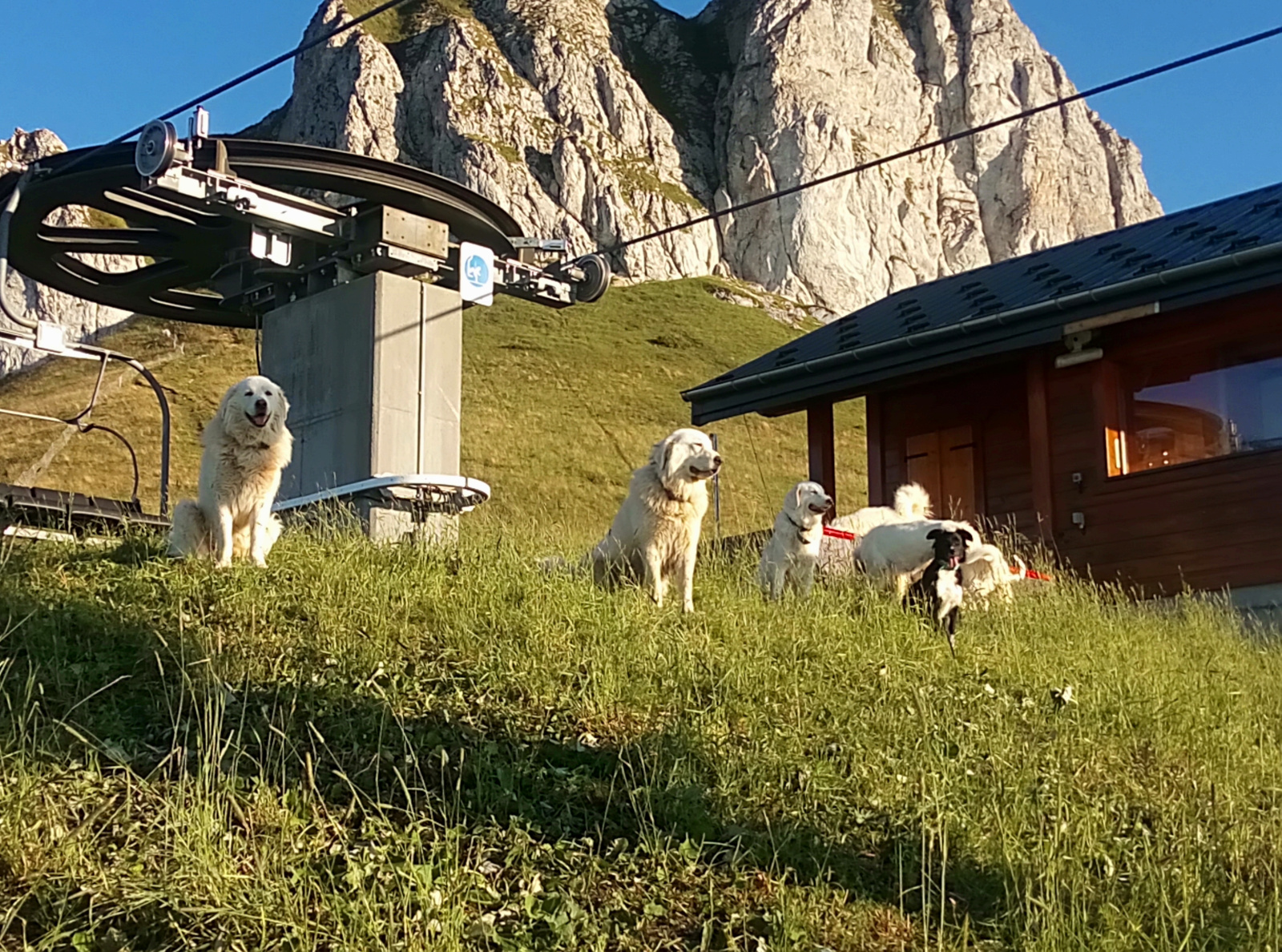 Chiens de bergers en montagne