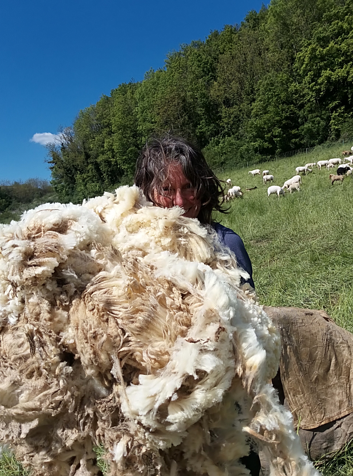 Laine de mouton - pelote et vac direct éleveur