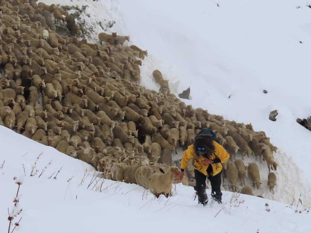 Troupeau dans la neige